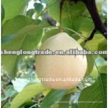 shandong fresh ya pear